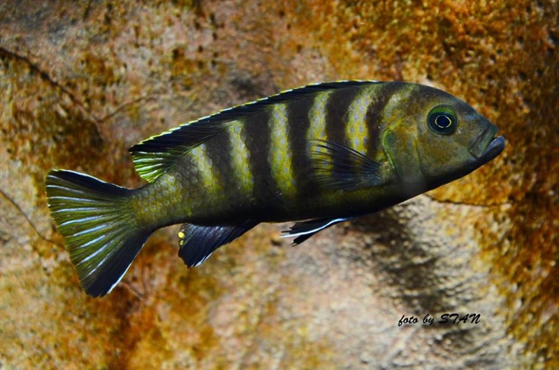 Maylandia melissa 'Chitande Island'